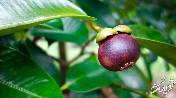 عکس درخت میوه منگوستین